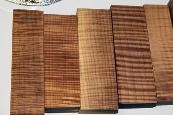 Maple curly 025.jpg
