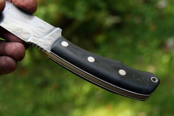 Hawk 079.jpg