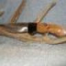 DiverTexas